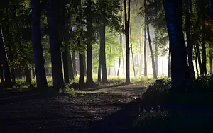 Forest wallpapers 4K Ultra HD