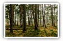 Forest desktop wallpapers 4K Ultra HD